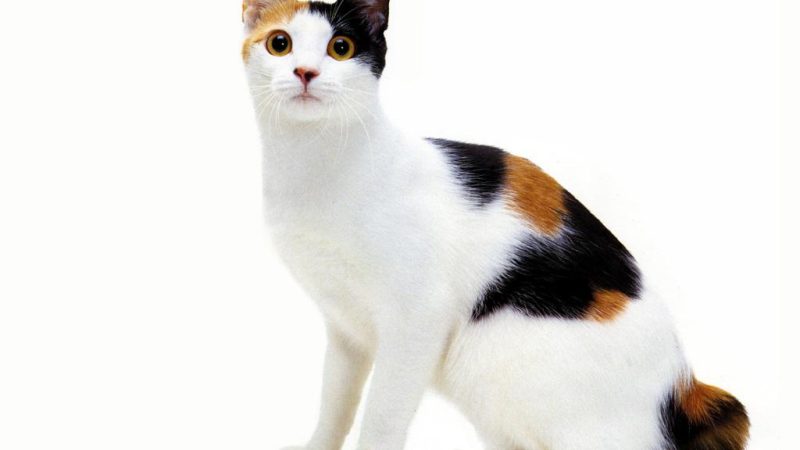 Japanese Bobtail Cat: A Overview of Enchanting Feline Companion